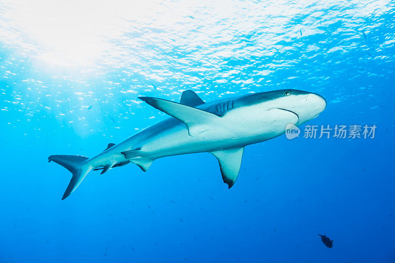 黑尾礁鲨Carcharhinus amblyrhynchos在光，蓝色角落，帕劳，密克罗尼西亚